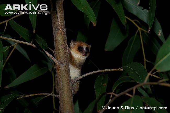 Mouse Lemur