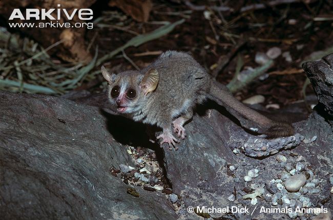 Mouse Lemur