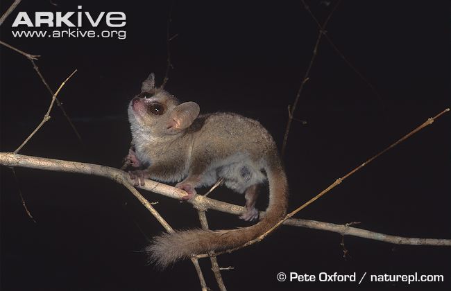 Mouse Lemur