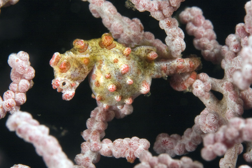 Bargibant's seahorse in its habitat, photo used with permission by Paddy Ryan