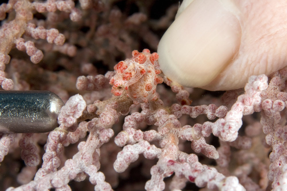 The tiny stature of the seahorse, photo used with permission by Paddy Ryan