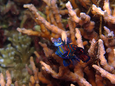 Mandarinfish spawning. Photo Credit: Adam Gerritsma