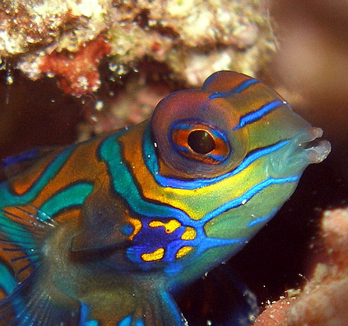 Close up of mandarinfish. Yahaya: 2007