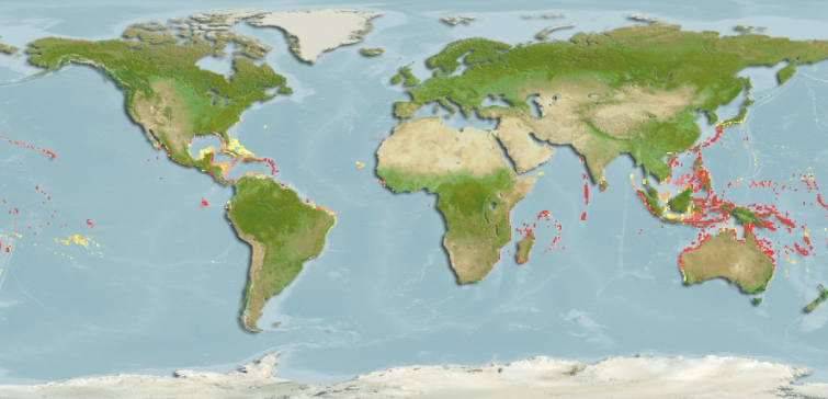 Habitat of the Mandarinfish. Photo Credit: Fish Base