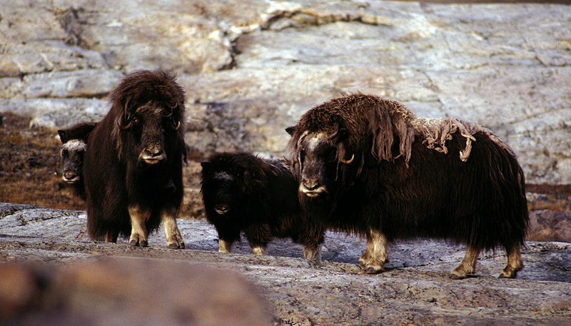 Herd of Muskoxen