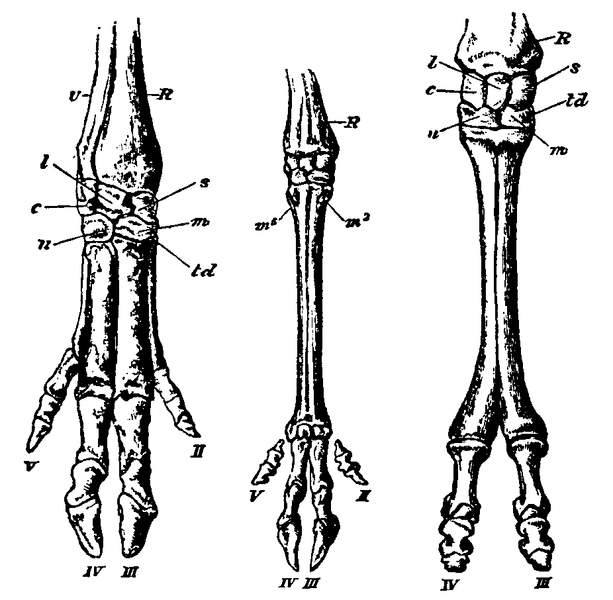 Arteriodactyl