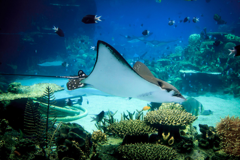  Photo of a spotted eagle ray. Courtesy of Tonton des Iles