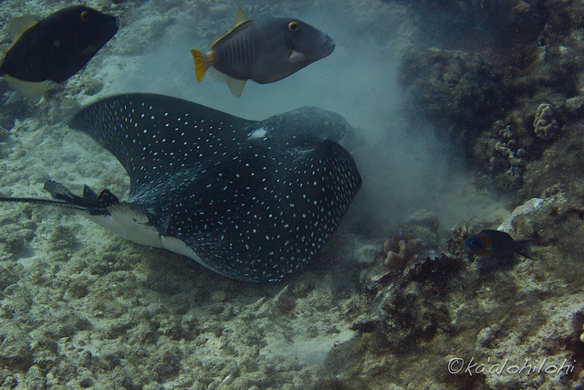 Photo of a spotted eagle ray feeding along the ocean floor. Courtesy of Sheraca.