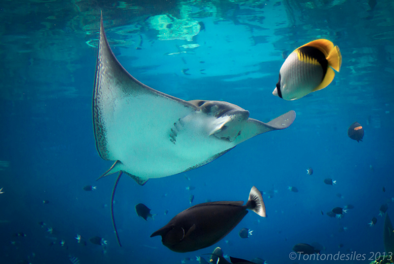  Photo of a spotted eagle ray in an aquarium. Courtesy of Tonton des Iles.