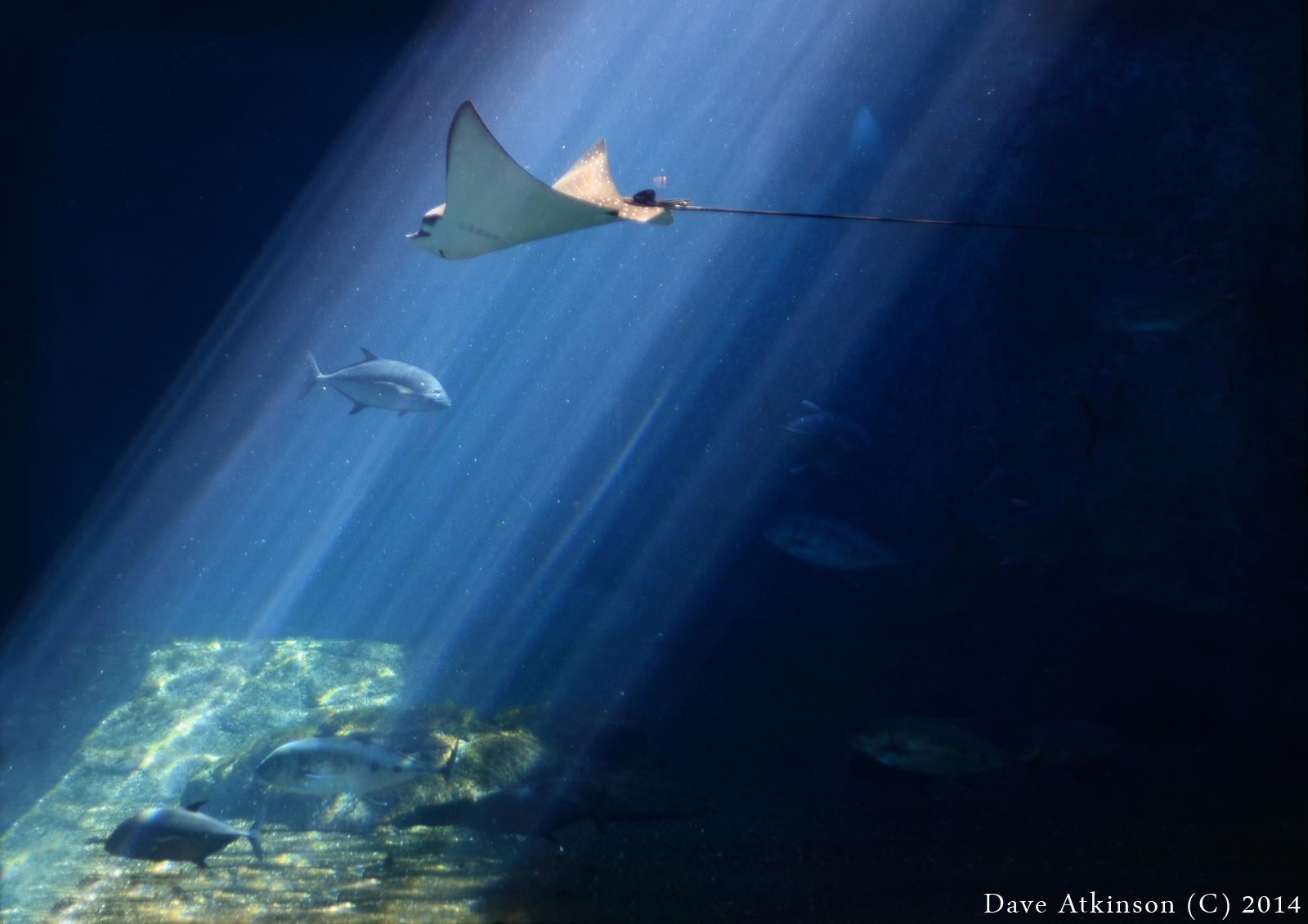  Photo of a spotted eagle ray. Courtesy of Dave Atkinson.