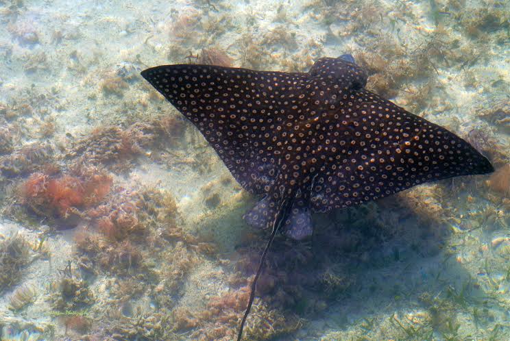 Dorsal view of A. narinari. Photo courtesy of Li Newton. 