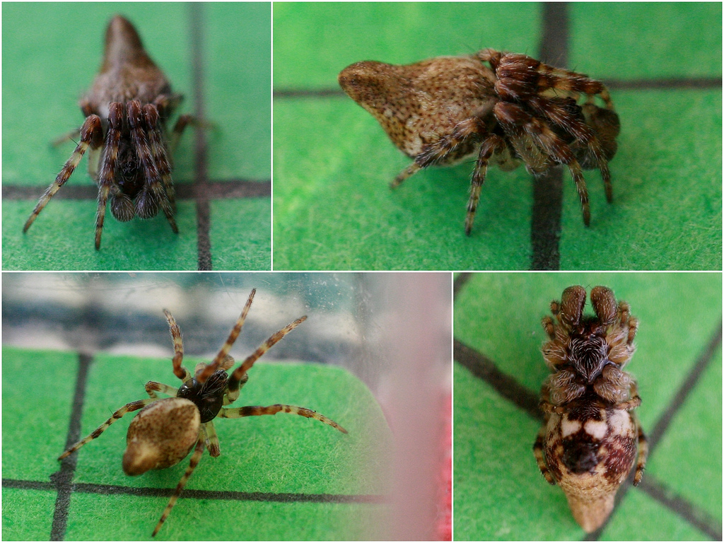 A collage of the Cyclosa conica spider on leaves 