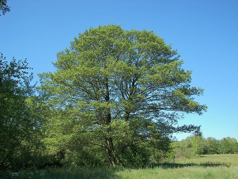 An example of an Alnus glutinosa tree that a Cyclosa builds its web on