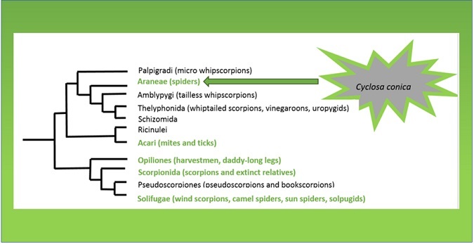 This is a phylogeny of orders