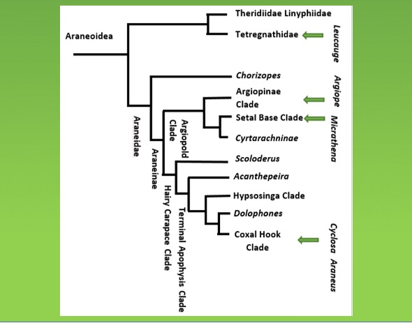 This is a phylogeny