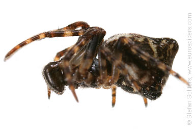 Cyclosa conica male