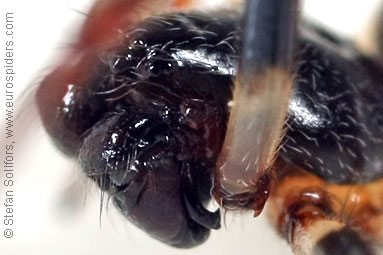 Pedipalps of male Cyclosa conica