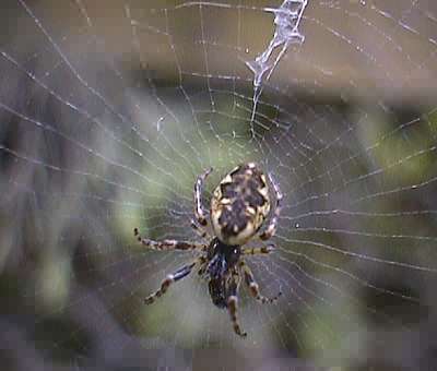 Cyclosa conica with legs extended