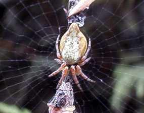 Female Cyclosa conica showing different leg positions