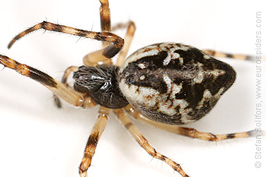 Female Cyclosa conica