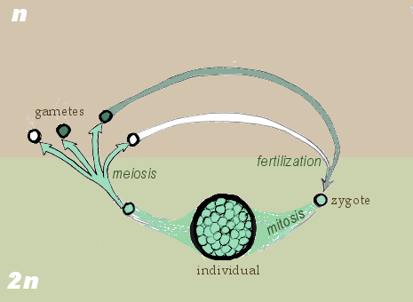 General Gametic Lifecycle courtesy of Wikicommons user: maksim