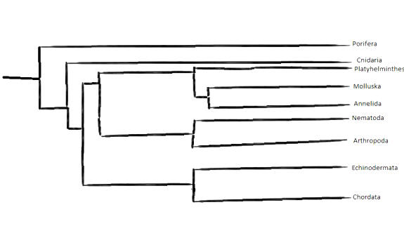 Animalia Phylogeny