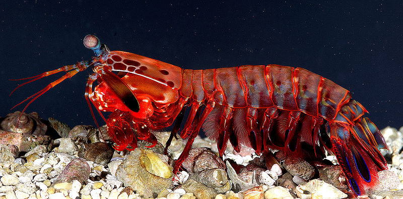 A side view of a female O. scyllarus.  Copyright Roy L. Caldwell