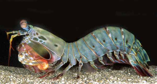 Side view of the peacock mantis shrimp.  Copyright of Roy L. Caldwell