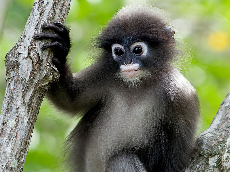 Dusky Leaf Monkey (cobalt)