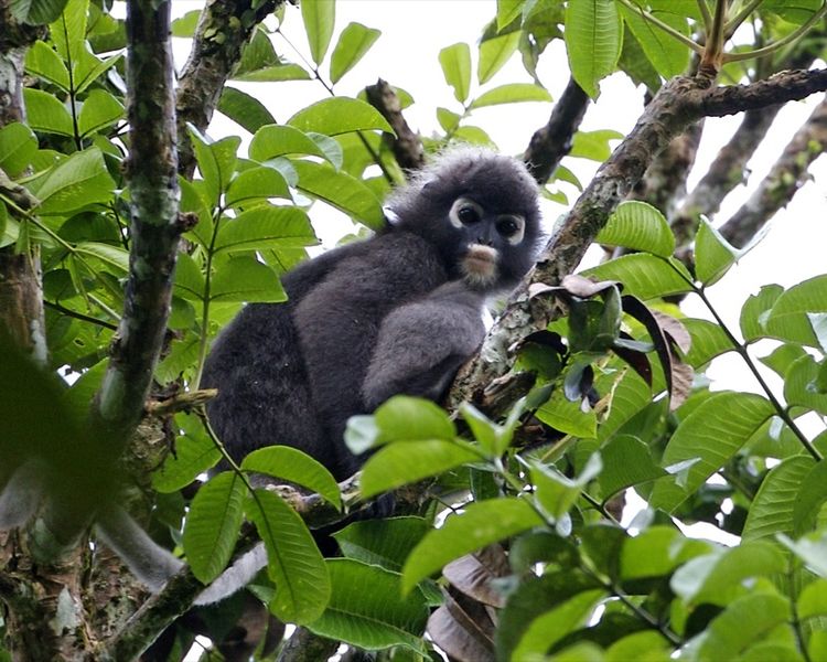 Dusky Leaf Monkey in a tree