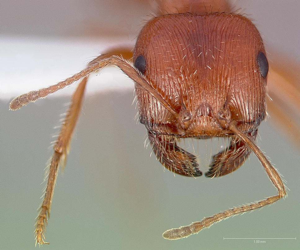 P. californicus mandibles. Retrieved from Wikimedia Commons.