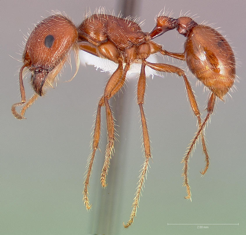 P. californicus profile view. Retrieved from Wikimedia Commons.