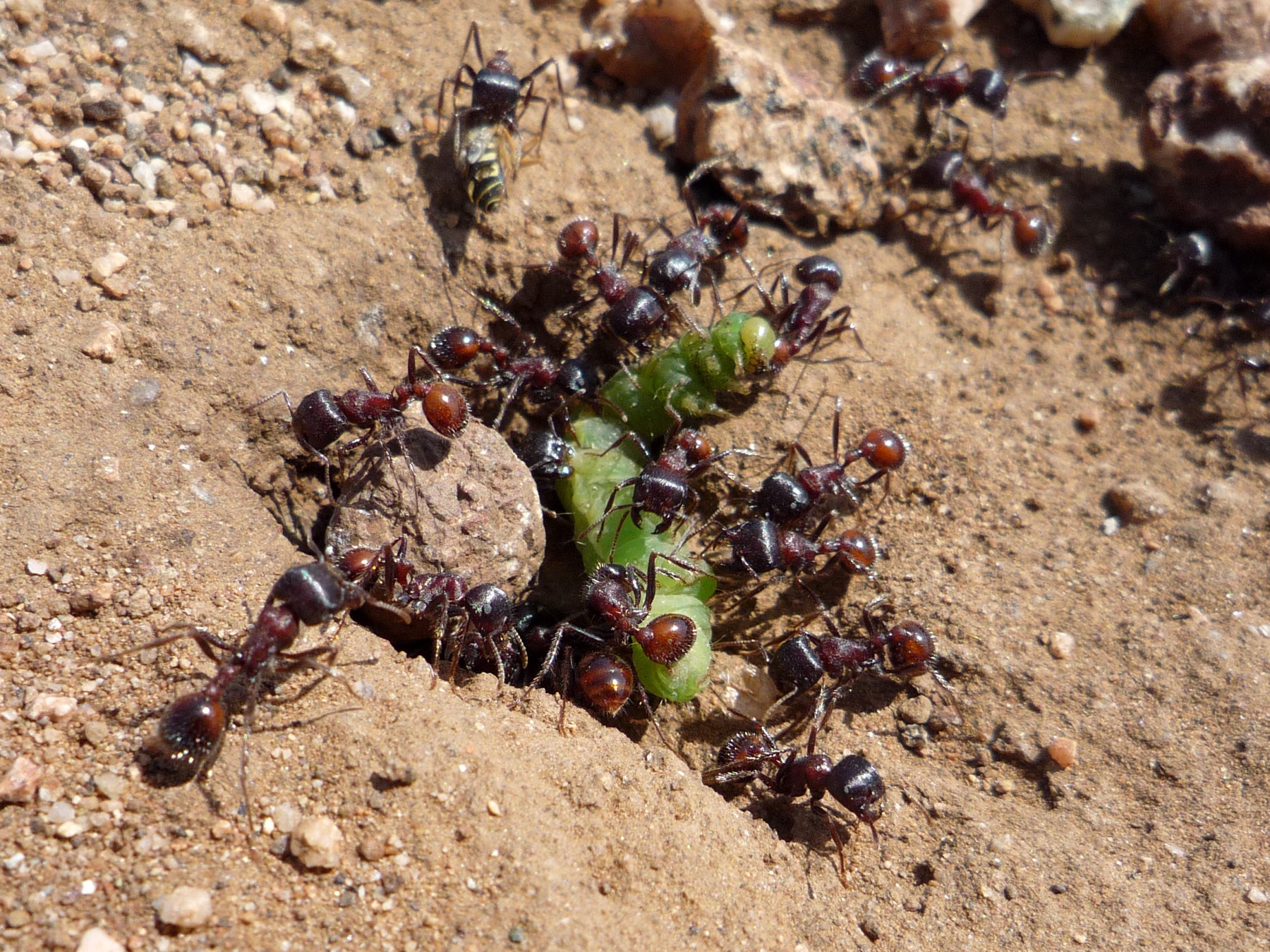 Pogonomyrmex sp. eating a caterpillar. Retrieved from Wikimedia Commons.