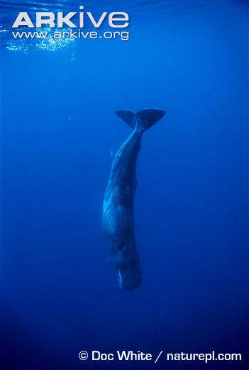 Physeter macrocephalus diving deep down in order to find food.