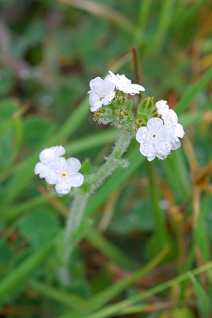 Dew on Plagiobothrys nothofulvus.