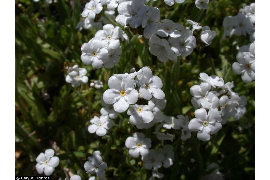 Popcorn flowers.