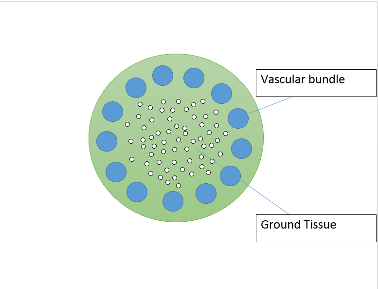 Dicot stem diagram.