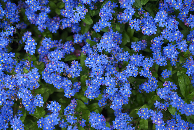 Forget-Me-Nots.