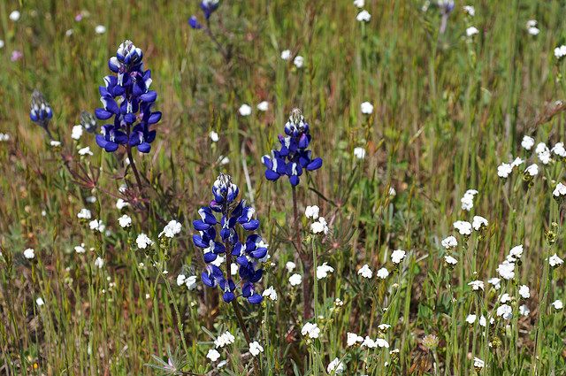 Popcorn flowers & Lupinus growing together.