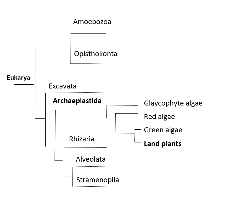 Phylogenetic tree.