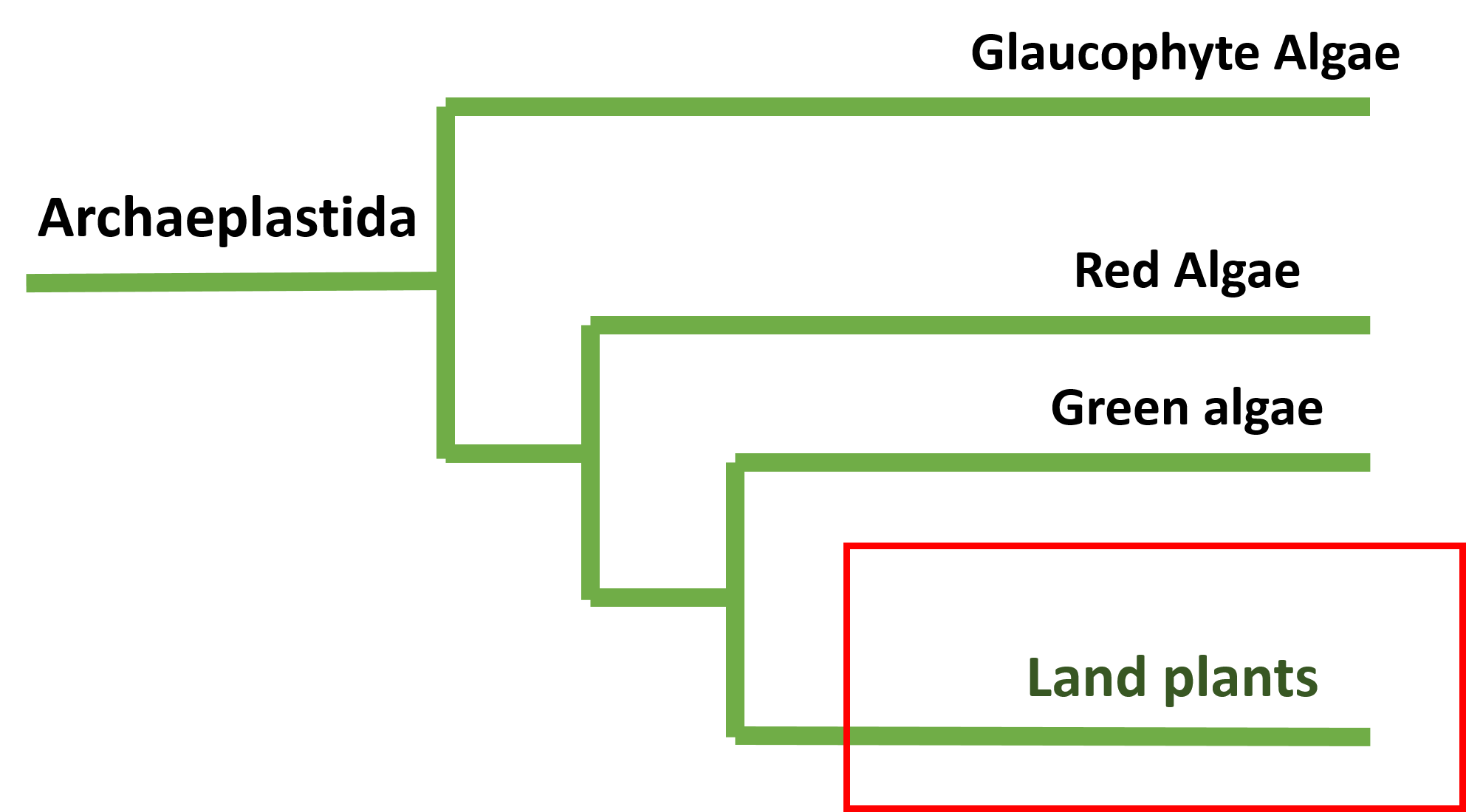 Phylogenetic Tree for Archaeplastida made by Layla Khalili. Made with information from BIO 203 Lecture. Used with permission.