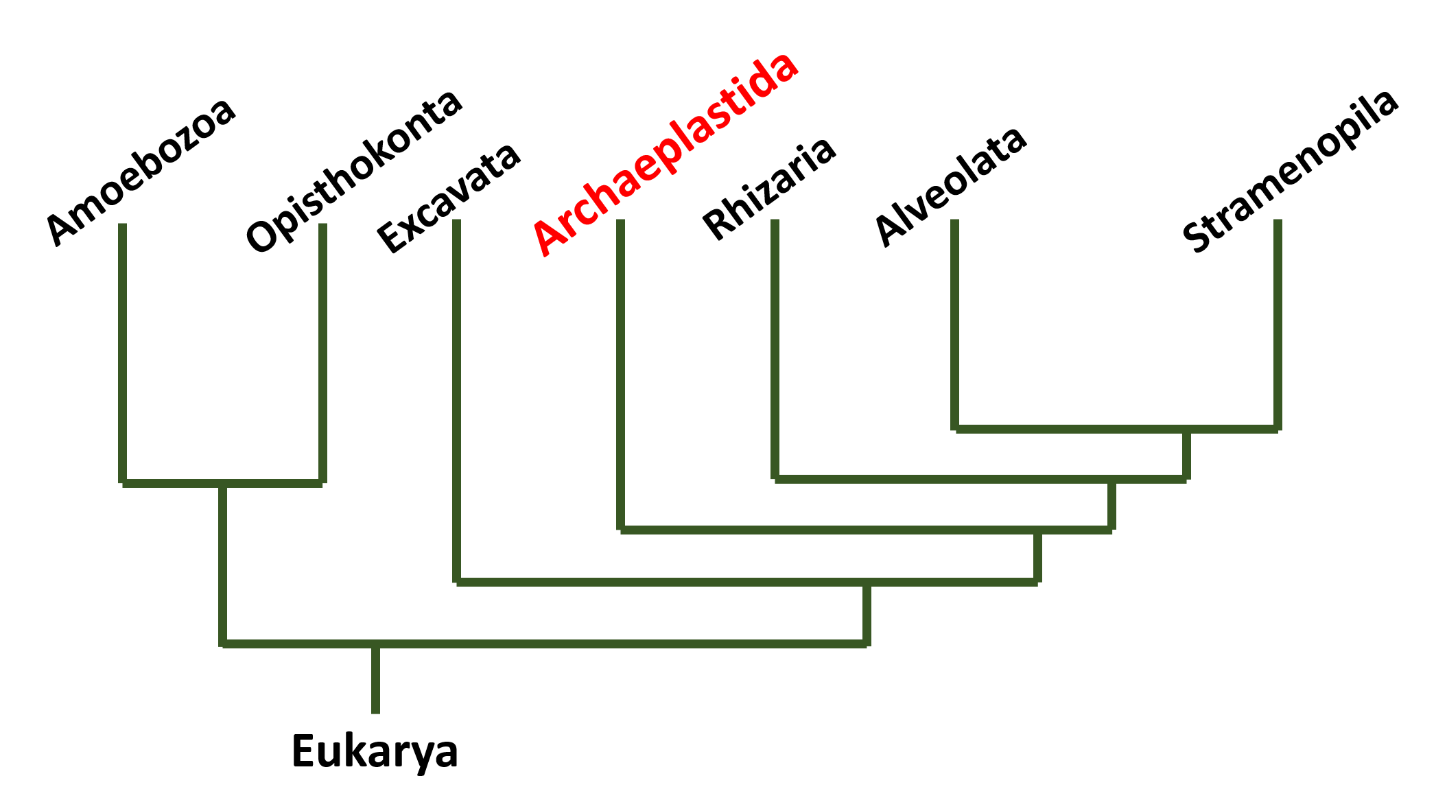 Eukarya Phylogenetic Tree made by Layla Khalili. Made with information from BIO 203 Lecture. Used with permission.