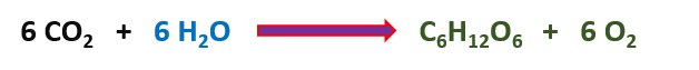 Chemical equation of photosynthesis made by Layla Khalili