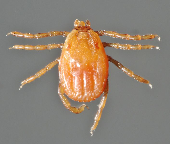 Rhipicephalus sanguineus