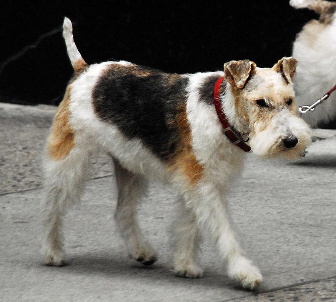 Fox Terrier