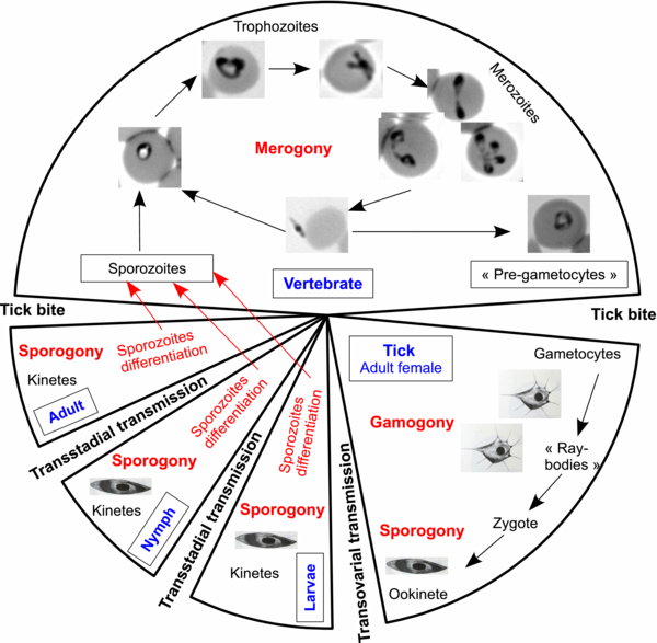  Lifecycle of B. canis