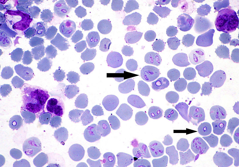 Merozoites, within vector