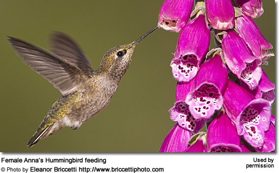 Female Calypte anna gathering nectar - used with permission from Eleanor Briccetti