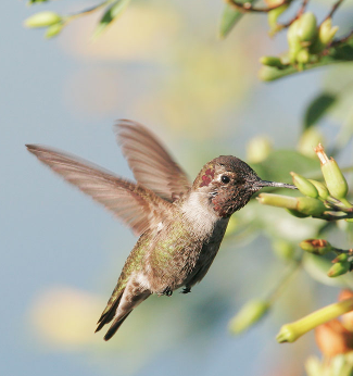 Male Anna's Hummingbird drinking nectar, Photo Provided by Tom Grey.