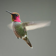 Male Calypte anna with capped red feathered head - Wikipedia.com